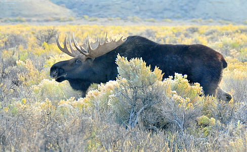 black moose near tree