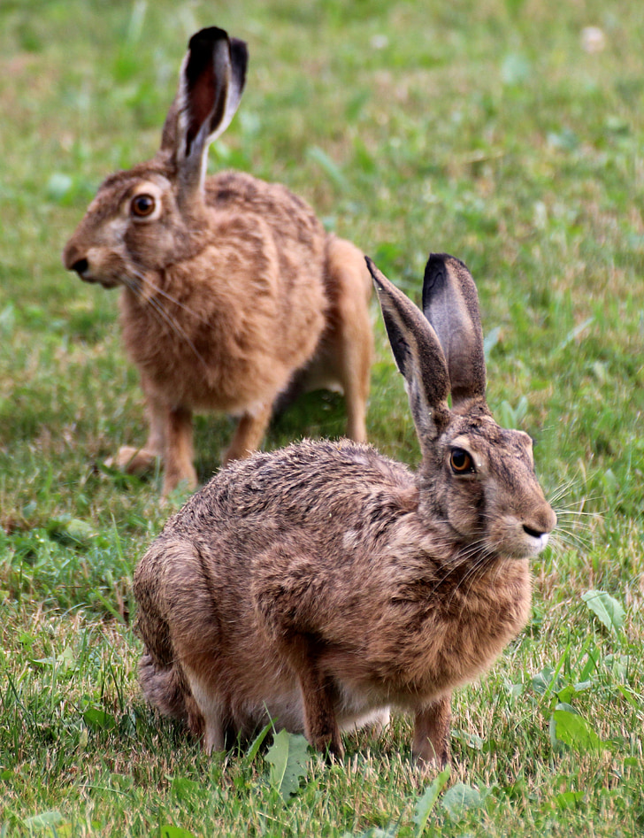 two brown rabbits on green grass at daytime