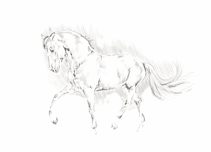 sketch of horse