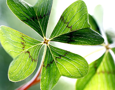 focused photography of green leaf plant