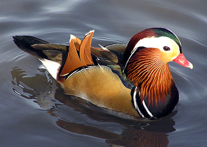brown and white mallard duck on body of water