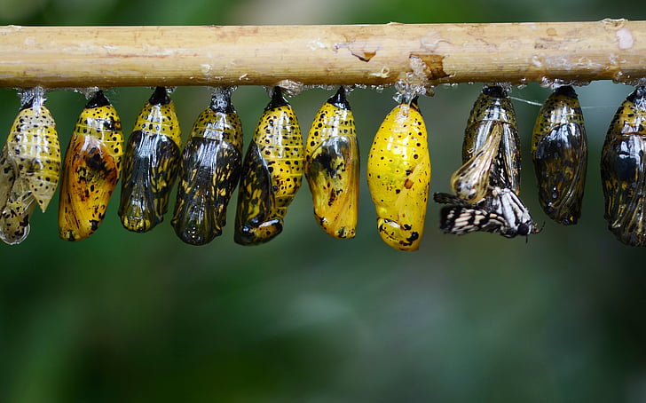 assorted-color butterfly cocoons