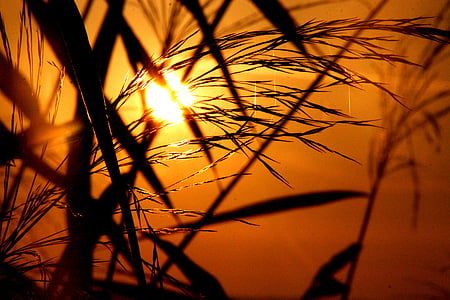 silhouette of wheat
