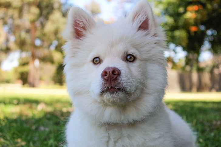 white Siberian husky puppy laying down on green grass