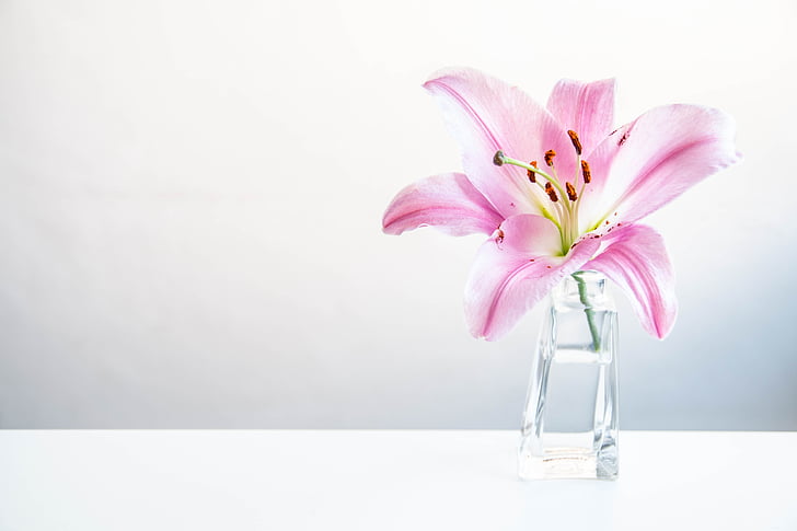 pink lily in clear glass vase