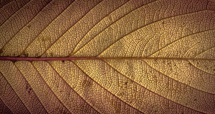 macro shot photo of brown leaf