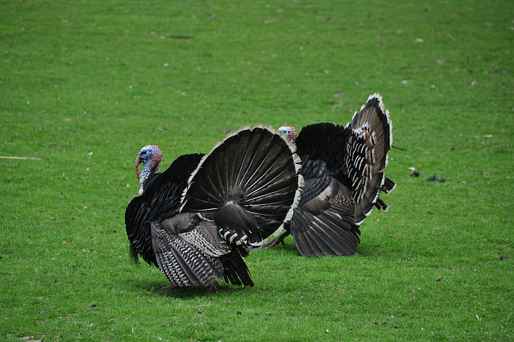 two wild turkeys on grass