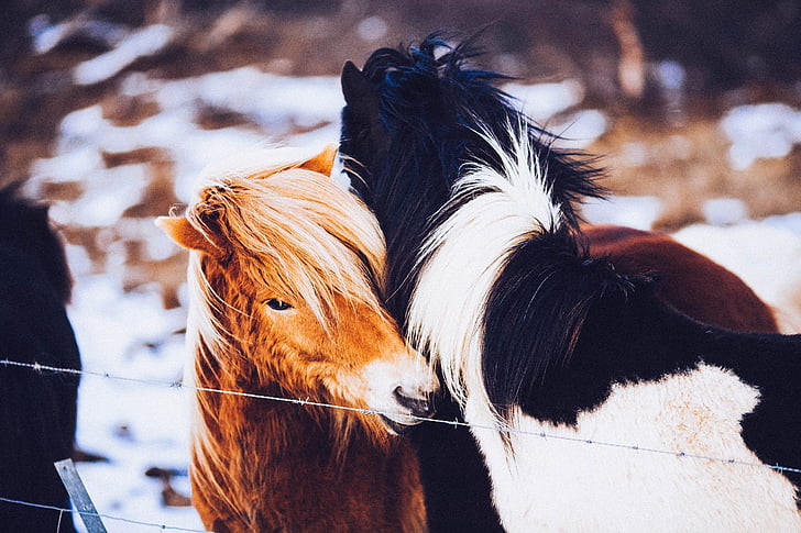 two horse hugging beside wires