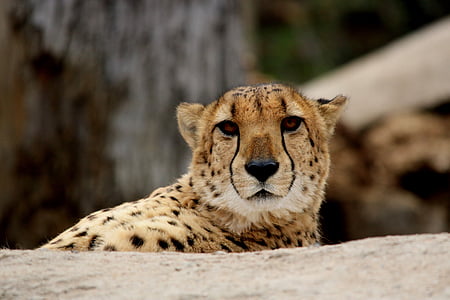 Cheetah lying on white concrete floor