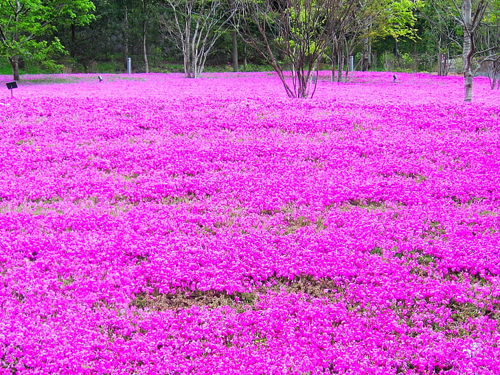 bed of purple petaled flower near trees