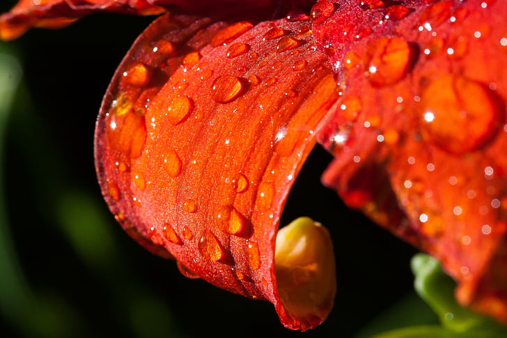 macro photography of water dew drops on red petaled flower