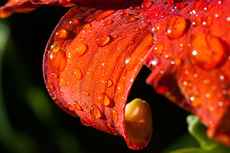 macro photography of water dew drops on red petaled flower