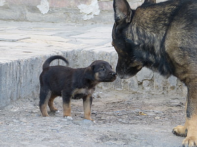adult sable German shepherd with puppy