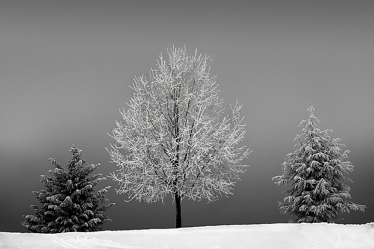 three white and black trees