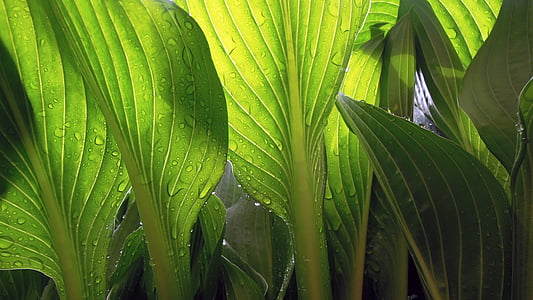 photography of leafed plant