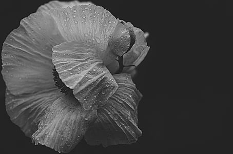 grayscale photo of poppy with dew drops