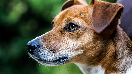 focus photography of brown and white dog during daytime