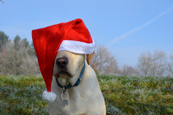 yellow Labrador retriever wearing Santa hat