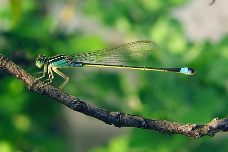 selective focus photography of blue dragonfly