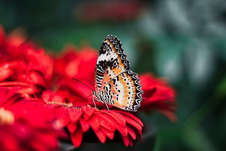 shallow focus of orange and black butterfly sucking flower nectar during daytime