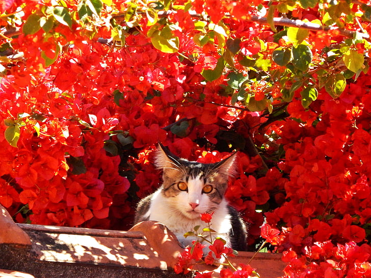 white and brown cat near red petaled flowers during daytime photo