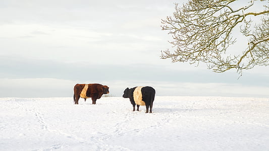 two black and brown cattles on snow near tree at daytime