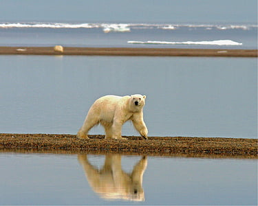 polar bear walking on brown ground surrounded with body of water