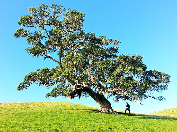 man stand under tree landscape photography
