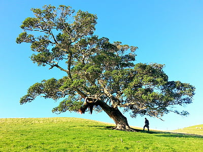 man stand under tree landscape photography