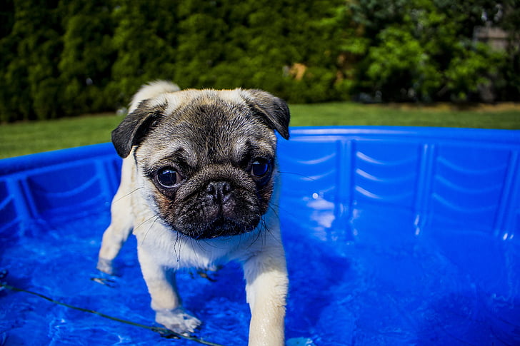 fawn pug puppy on blue pool