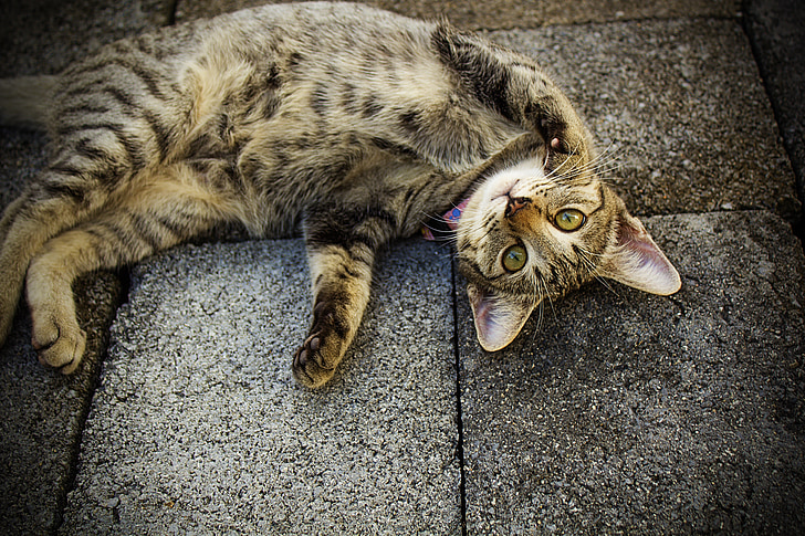 brown tabby cat laying on floor