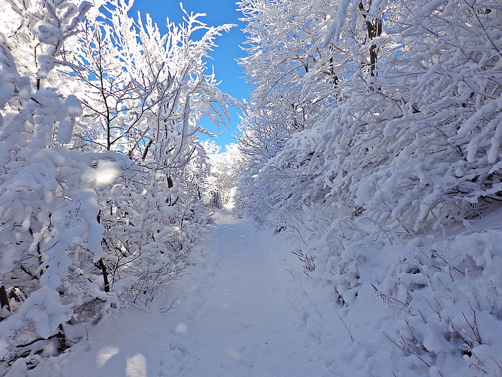 snow-covered pathway during daytime
