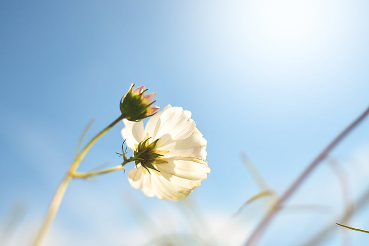 closeup photo of white cosmos flower