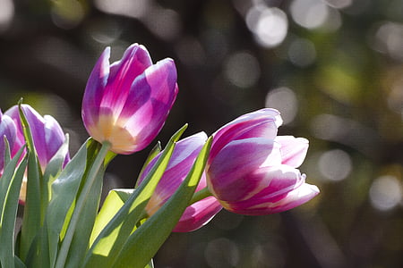 purple tulip closeup photography