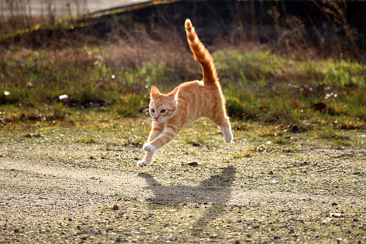 orange tabby cat leap on road