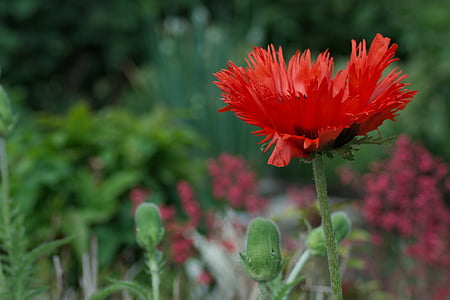selective focus photography of red daisy flower