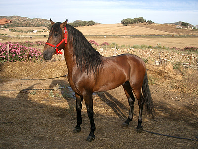 brown horse on brown soil during daytime