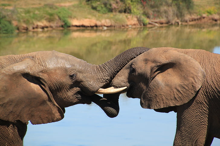 two elephant mating in front of water