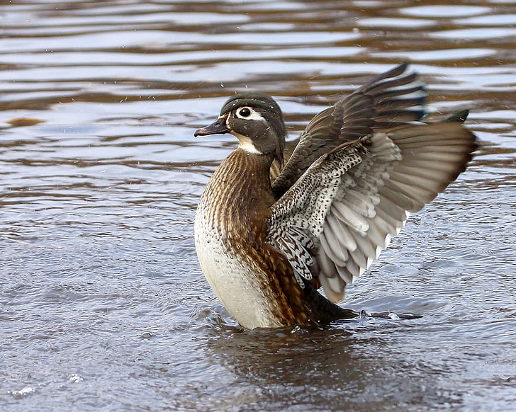brown and gray duck wiggle its wings in middle of water body