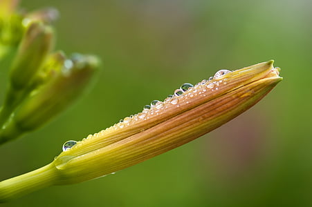macro-photography of dew drops on green unbloomed flower during daytime