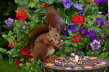 photo of brown squirrel near red and purple roses