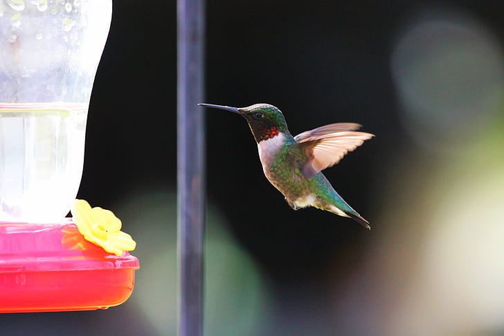 selective focus photography of hummingbird
