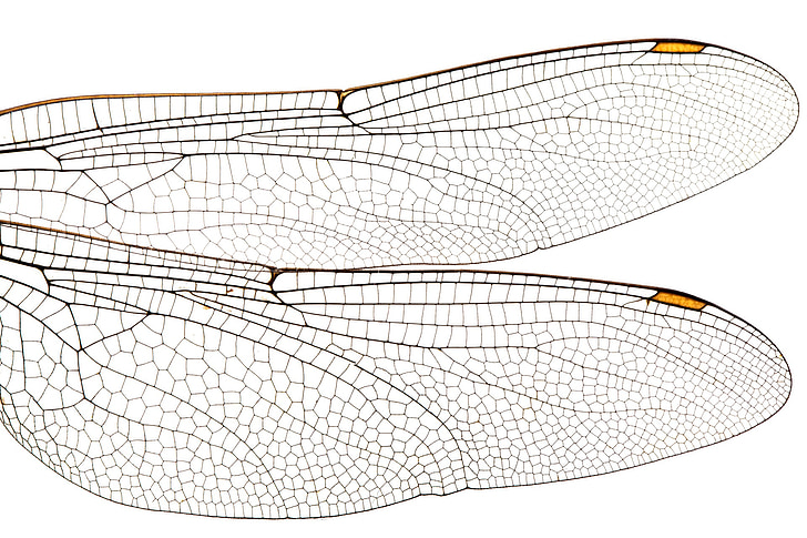 two dragonfly wings illustration