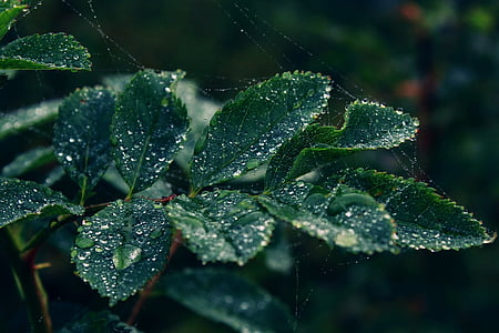 closeup photography of green leaves