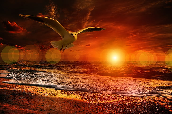 bird flying near seashore
