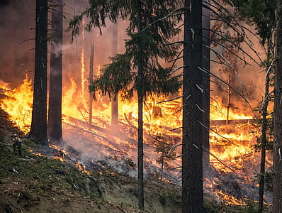 forest fire during daytime