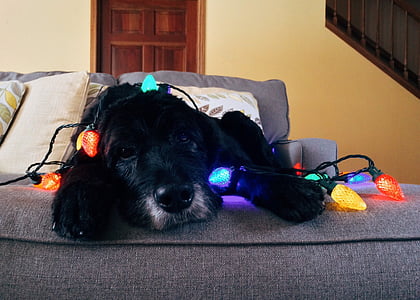 short-coated black puppy lying on gray fabric sofa with assorted-color string lights close-up photo