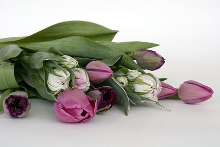 pink tulips bouquet