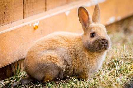 tilt shift lens photography of brown rabbit