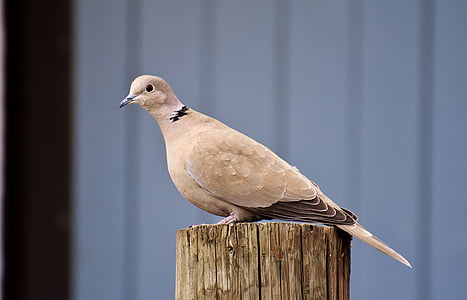 beige and brown short-beaked bird perched on post